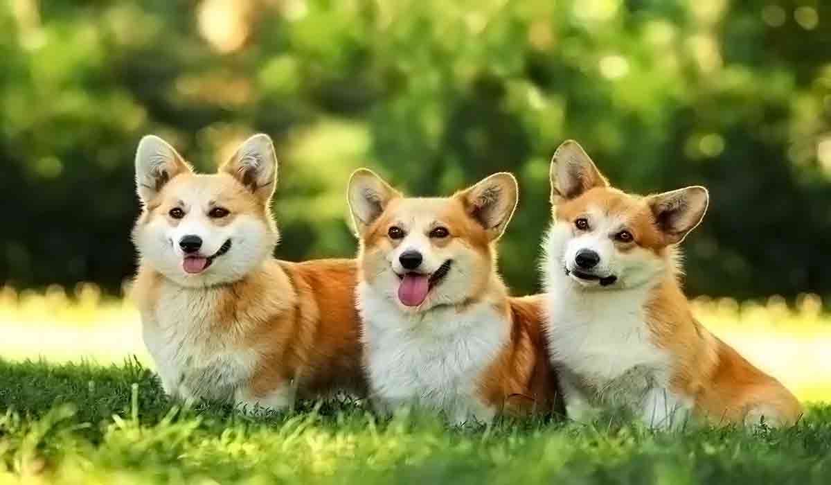 质量保证的免费ddos压力测试平台